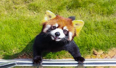 Red Panda Forest Park