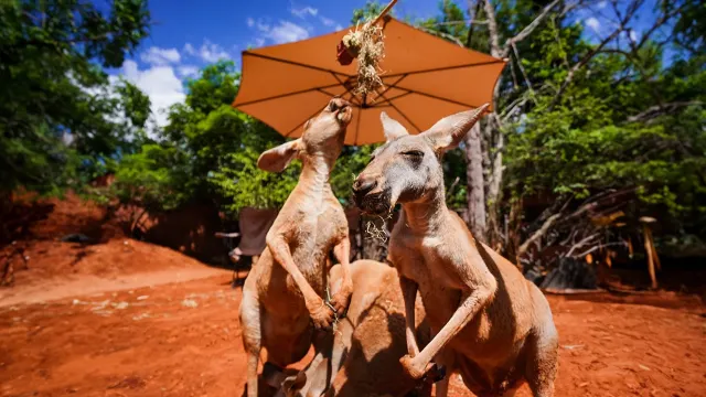 曼谷景點 #6 曼谷野生動物世界 Safari World