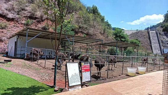 bao shi dong feng jing qu meng chong le yuan