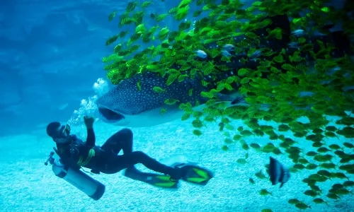 Yantai Haichang Whale Shark Ocean Park
