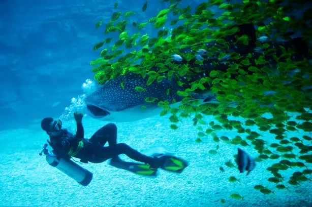 Yantai Haichang Whale Shark Ocean Park