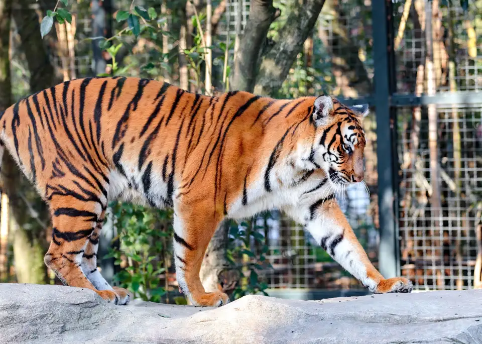 3_Shanghai Zoo