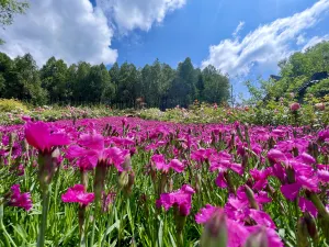 Heavenly Kingdom Scenic Area