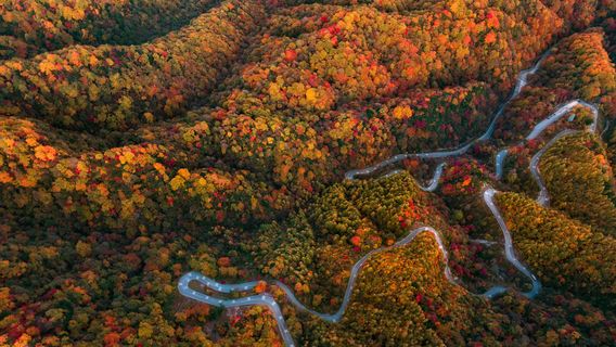 Micang Mountain National Forest Park