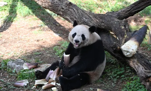 安吉竹博園