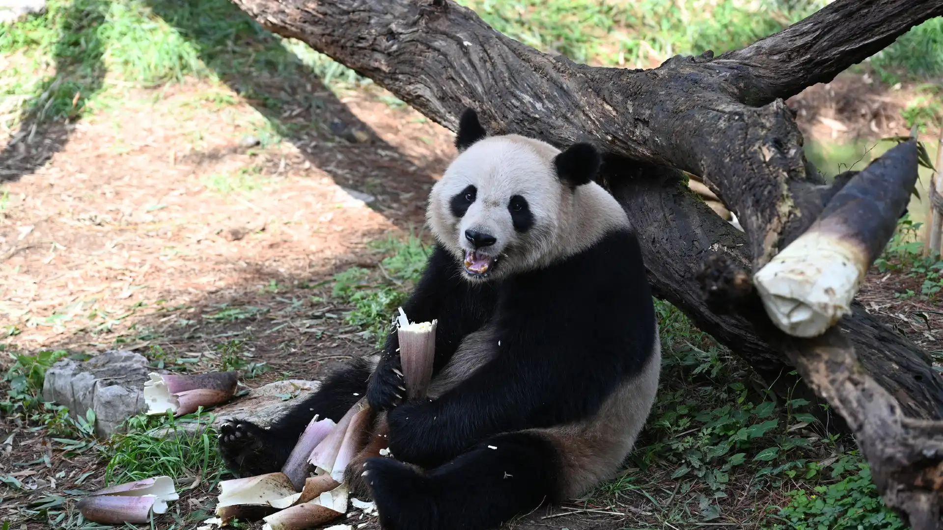 Hotels near China Bamboo Expo Park