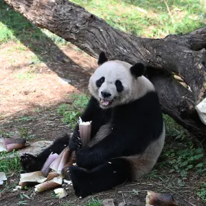 China Bamboo Expo Park