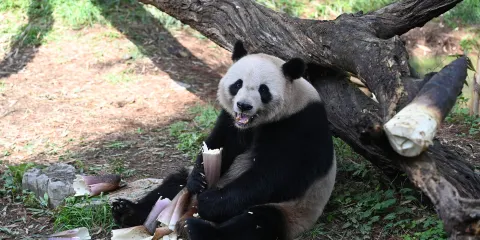 安吉竹博園