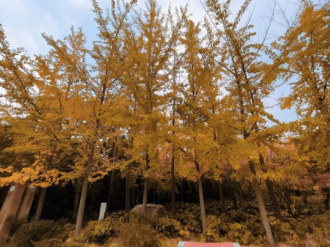 5_The Yellow River Scenic Area of Zhengzhou