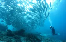 Moalboal Sardines Run - Cebu Sardines Run