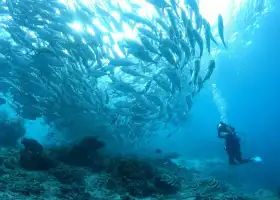 Moalboal Sardine Run