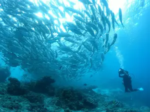 Moalboal Sardines Storm