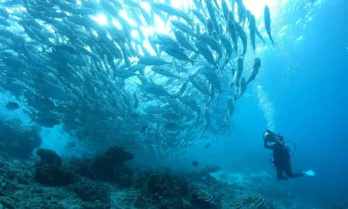 Moalboal Sardines Storm