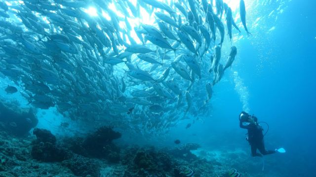 墨寶沙丁魚風暴潛水