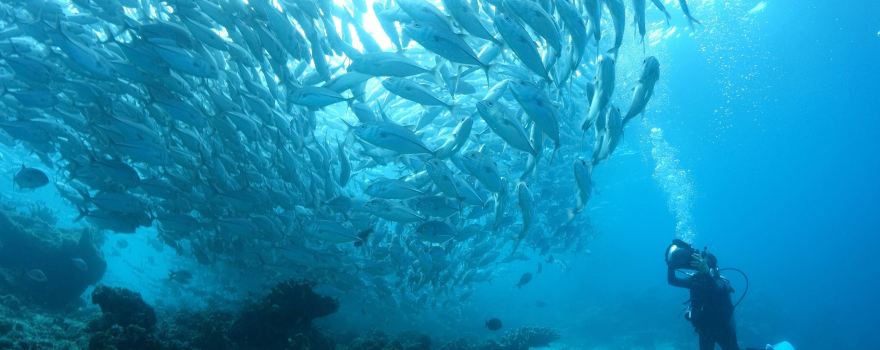 Moalboal Sardines Storm
