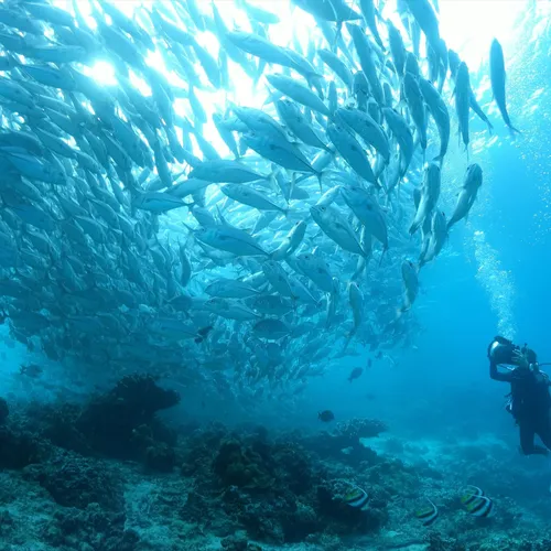 Moalboal Sardine Run