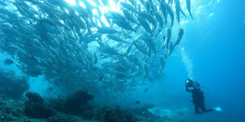 墨寶沙丁魚風暴潛水
