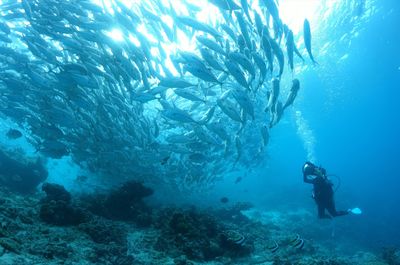 Moalboal Sardine Run