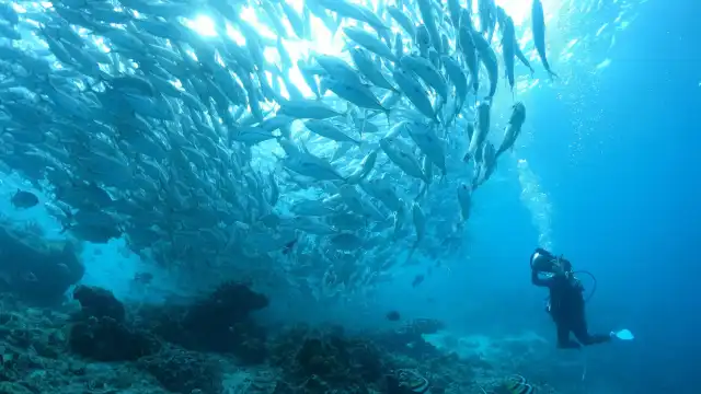 Moalboal Sardine Run