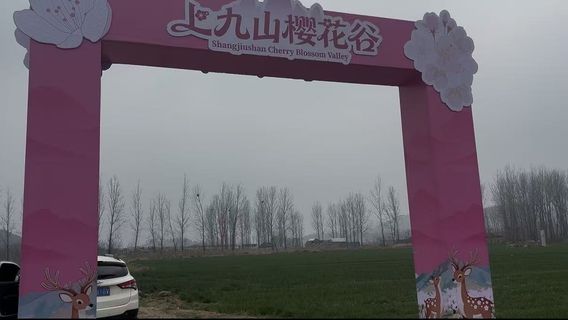 Shangjiushan Cherry Blossom Valley