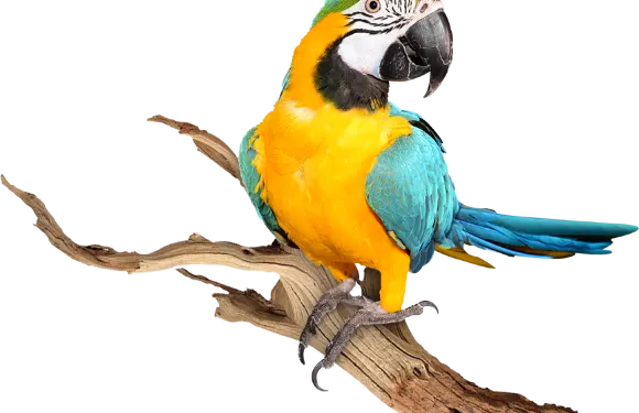 Conservation park zoo門票小童