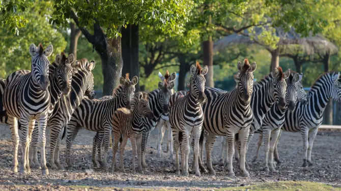 4_上海野生動物園