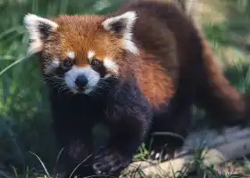 武漢動物園
