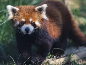 Wuhan Zoo