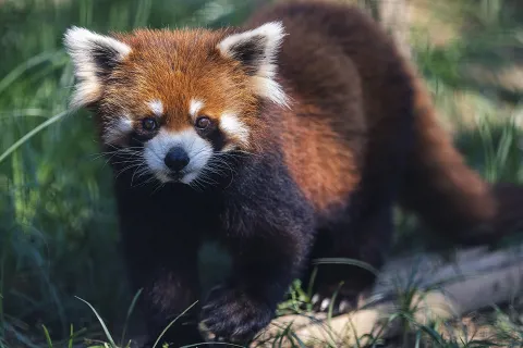 우한동물원