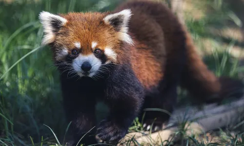 Wuhan Zoo