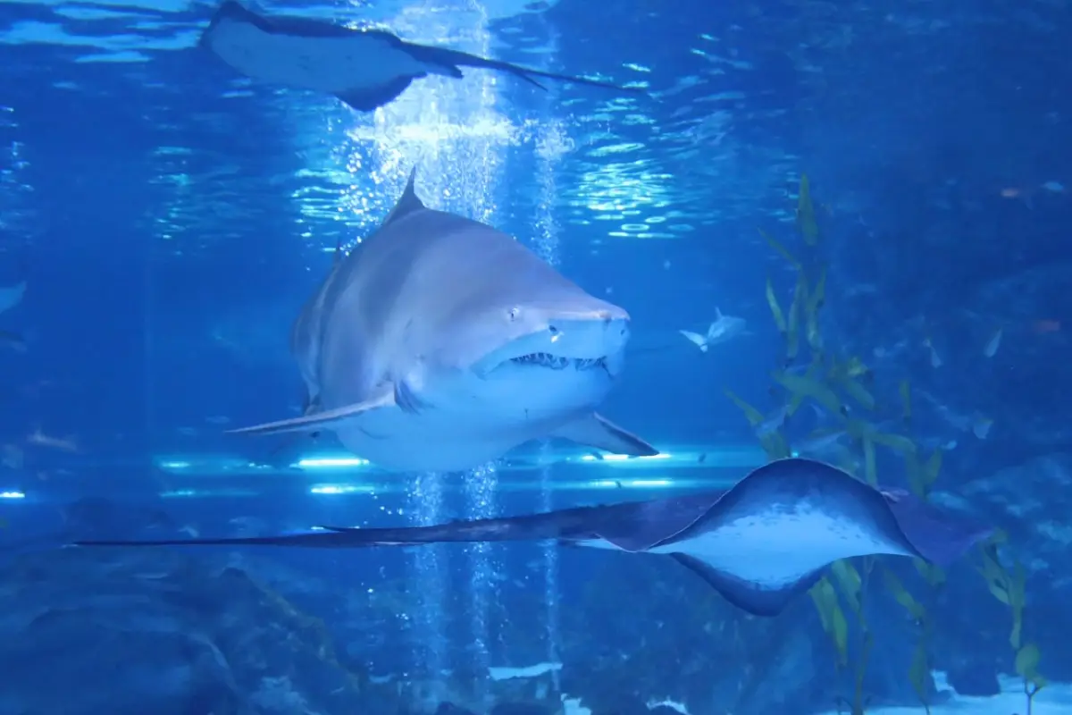 씨라이프 코엑스 아쿠아리움