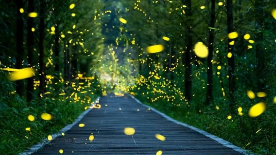 Курильское озеро