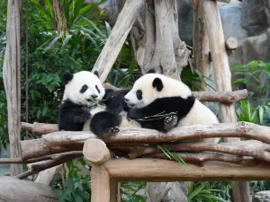 Ocean Park Hong Kong