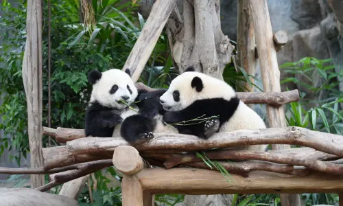 Ocean Park Hong Kong