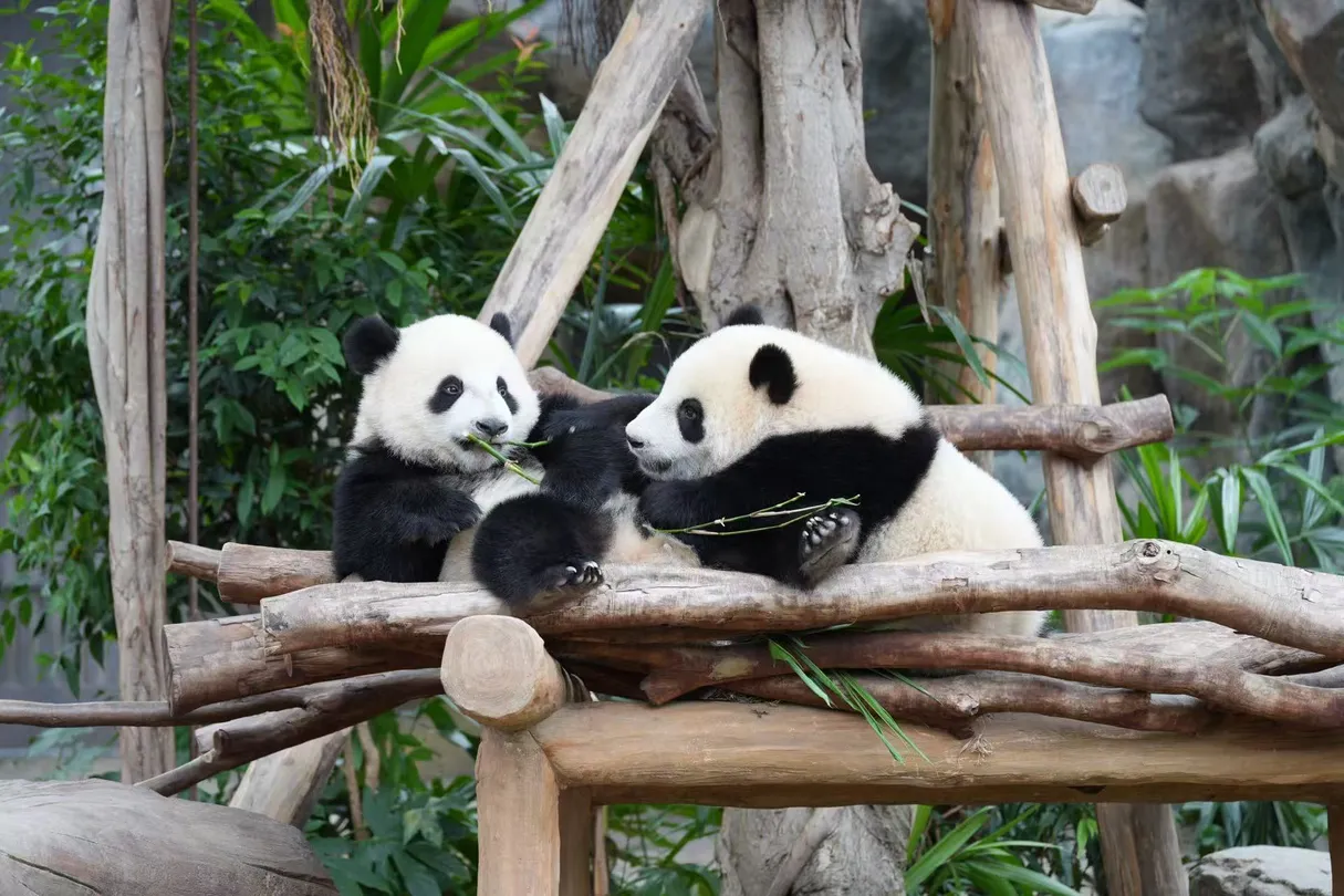 3_Ocean Park Hong Kong