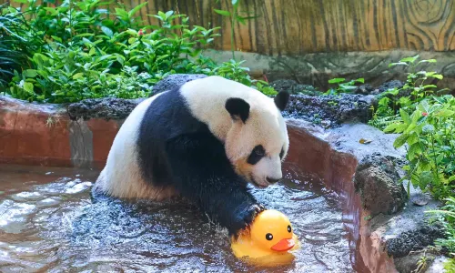 海南熱帶野生動植物園