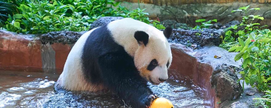 Hainan Tropical Wildlife Park And Botanical Garden