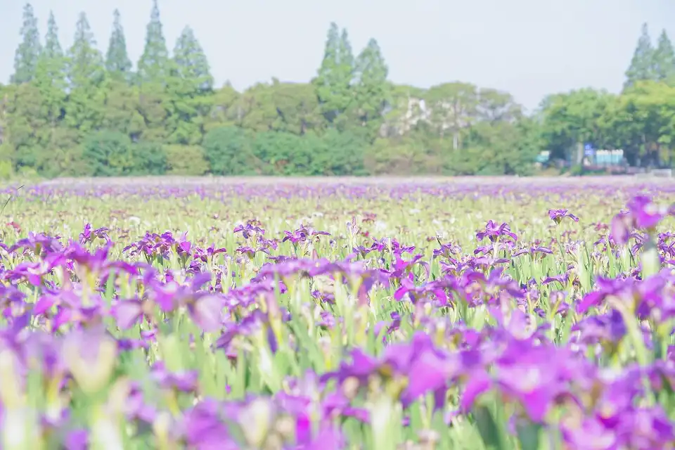 3_Changxing Island Country Park