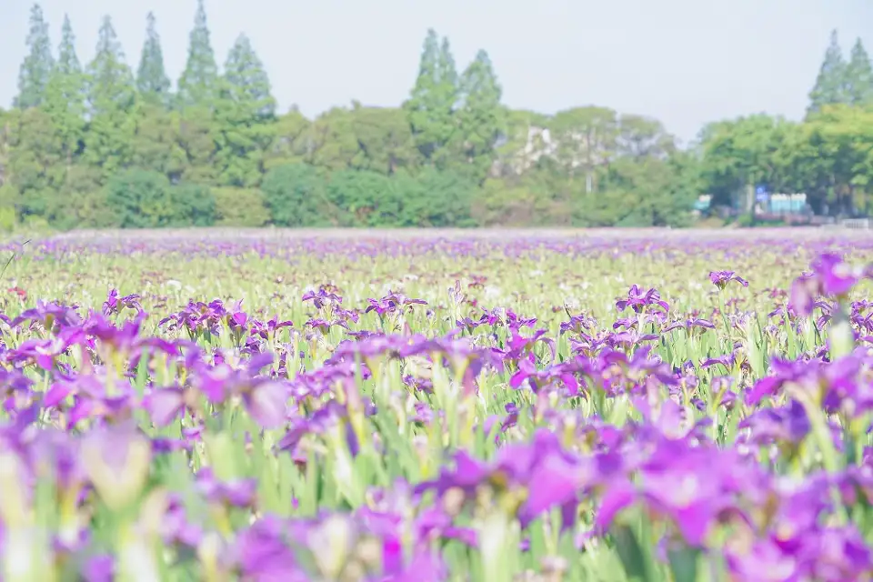 3_Changxing Island Country Park