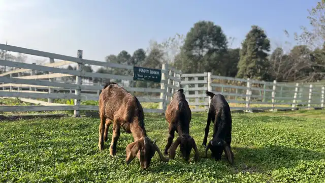 鄰近格林莊園的酒店