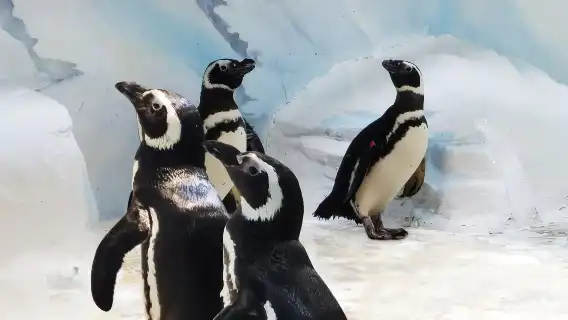 ทัวร์ส่วนตัวครึ่งวันพิพิธภัณฑ์สัตว์น้ำเซี่ยงไฮ้