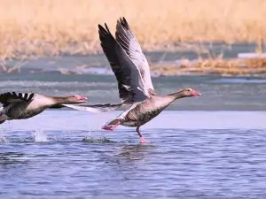 Wulungu Lake (Gold Coast Scenic Spot)