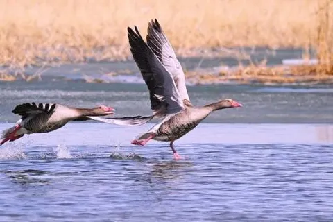 Wulungu Lake (Gold Coast Scenic Spot)