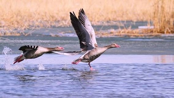 Wulungu Lake (Gold Coast Scenic Spot)