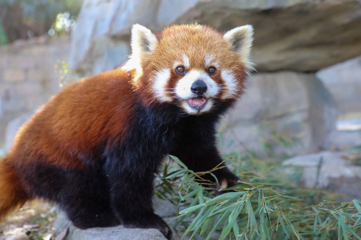 上海野生動物園