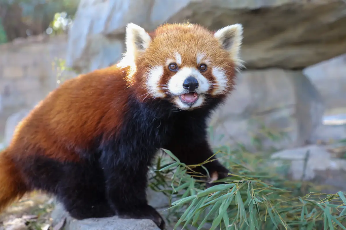 상하이 야생 동물원 판다