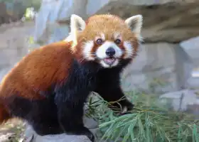 上海野生動物園