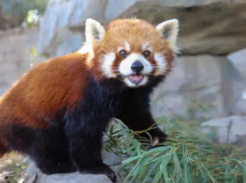 สวนสัตว์เปิดเซี่ยงไฮ้