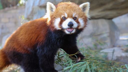 上海野生動物園門票(贈車入區免費大巴+遊樂暢玩)成人（非身份證用户專享）