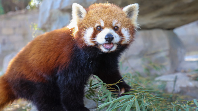 上海野生動物園